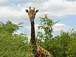 Fotos Giraffe