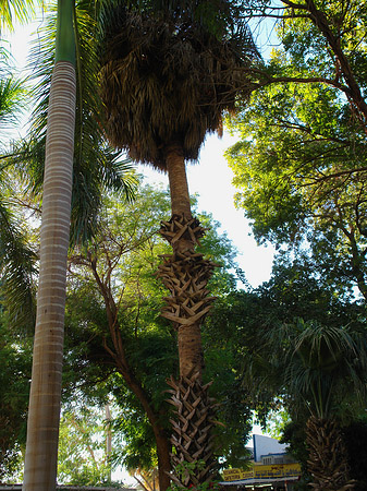 Fotos Palmen | Aswan