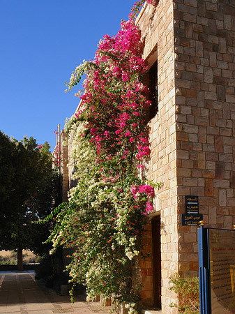 Foto Pflanzen - Aswan