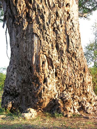 Foto Bäume und Sträucher - 