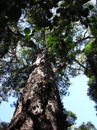 Foto Bäume und Sträucher