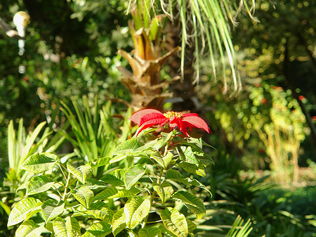 Blumen Fotos