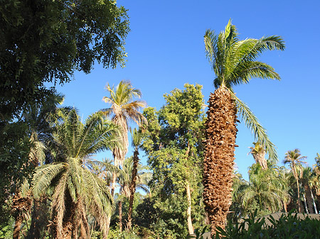 Foto Palmen - Aswan