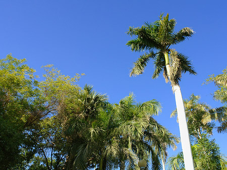 Fotos Palmen | Aswan