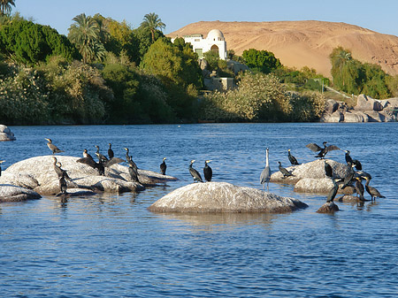 Foto Vögel - 