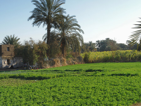 Foto Ackerland - Luxor
