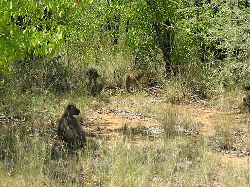 Foto Affen im Gras - 