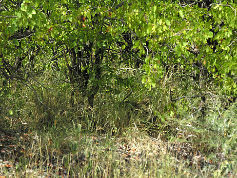 Foto Bäume und Sträucher - 