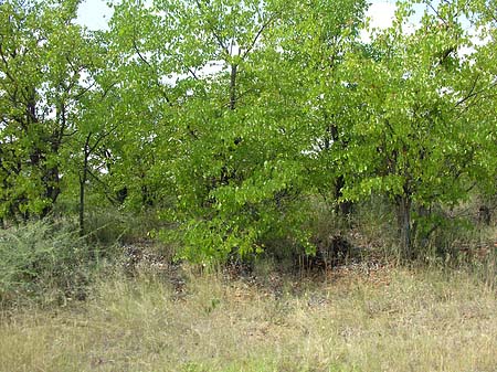 Bäume und Sträucher Fotos