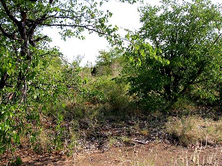 Bäume und Sträucher Foto 