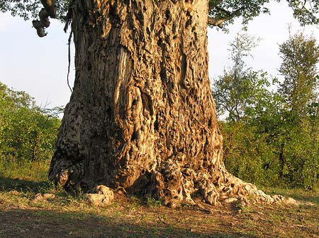 Bäume und Sträucher