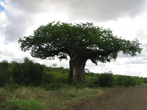 Baum mit dicken Ästen Fotos