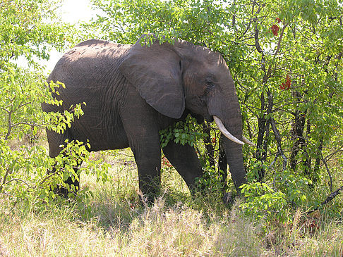 Elefanten hinter den Büschen Fotos