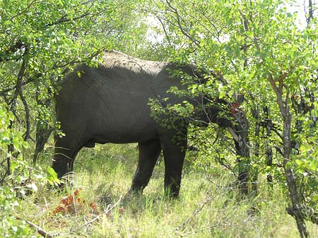 Fotos Elefanten hinter den Büschen