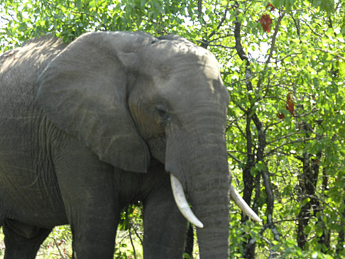 Elefanten hinter den Büschen Foto 