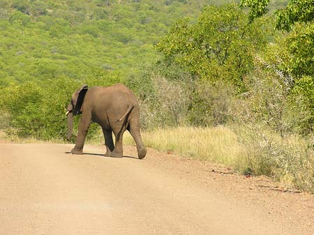 Elefant