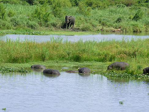 Foto Elefanten am Wasser