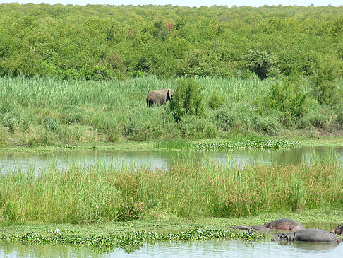 Foto Elefanten am Wasser - 