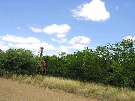 Foto Giraffe - 