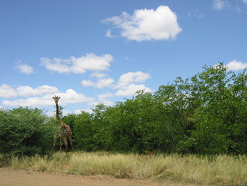 Fotos Giraffe