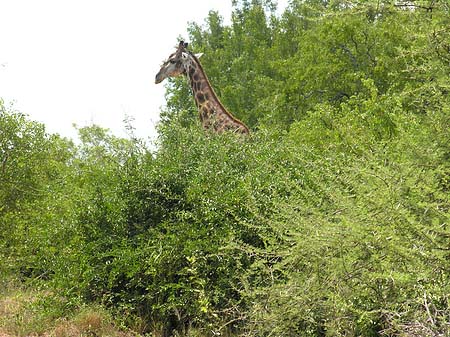 Foto Giraffe