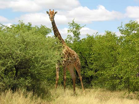 Fotos Giraffe