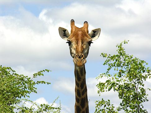 Giraffe Fotos