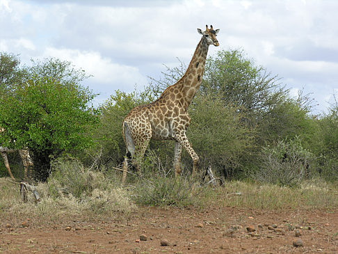 Fotos Giraffe