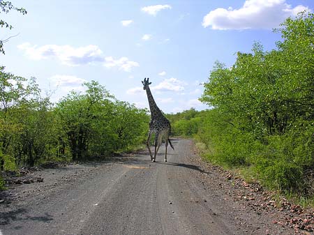 Foto Giraffe