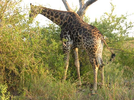 Fotos Giraffe | 