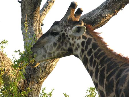 Foto Giraffe - 