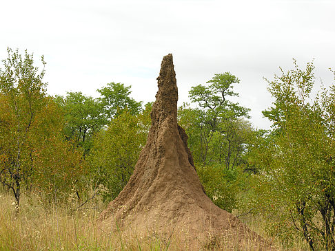 Fotos Hohe Termitenhügel