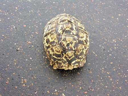 Foto Schildkröten auf der Straße