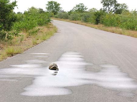 Schildkröten auf der Straße Fotos