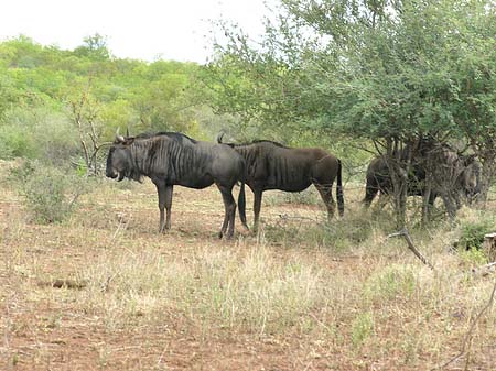 Fotos Tiere des Nationalparks | 