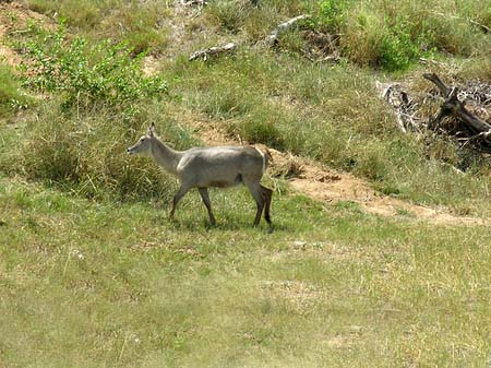 Fotos Zahmes Wild