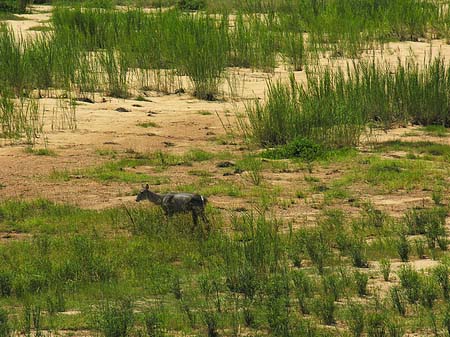 Zahmes Wild Foto 
