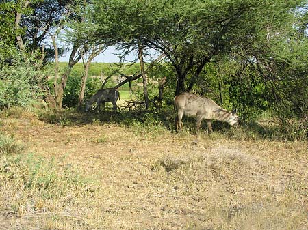 Zahmes Wild