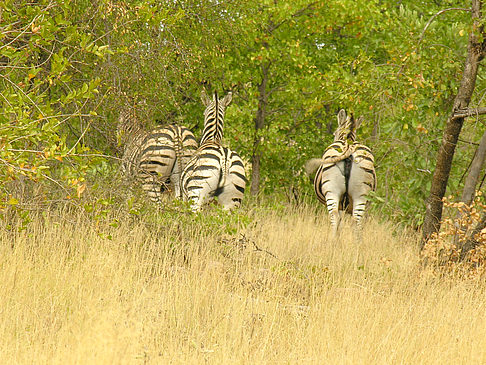 Foto Zebras