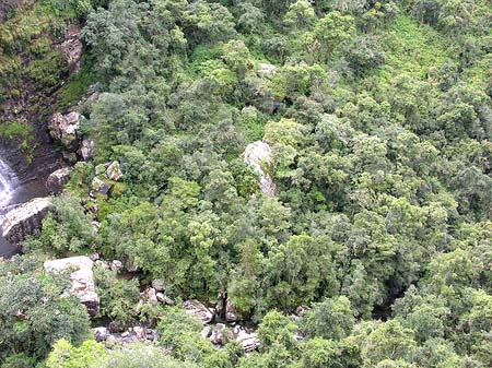 Bäume und Sträucher Fotos