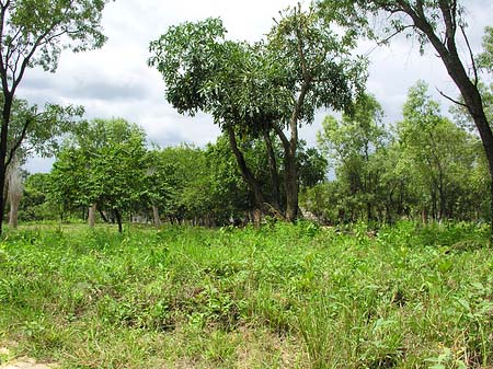 Bäume und Sträucher Foto 