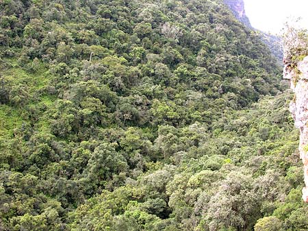 Fotos Bäume und Sträucher