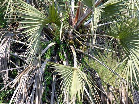 Foto Bäume und Sträucher