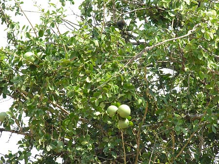 Bäume und Sträucher Fotos