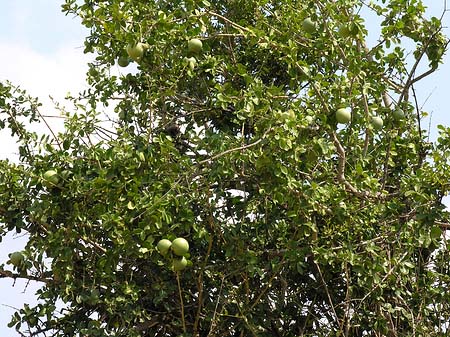 Bäume und Sträucher