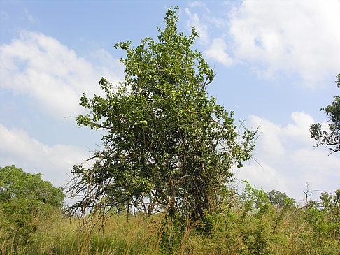 Bäume und Sträucher Fotos