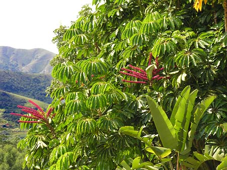 Bäume und Sträucher Fotos
