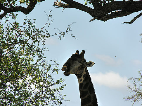 Foto Giraffe