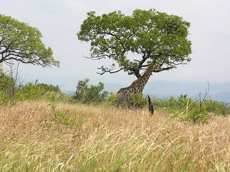 Foto Giraffe