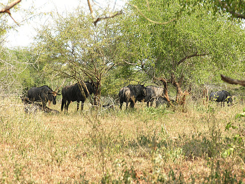 Foto Tiere des Nationalparks